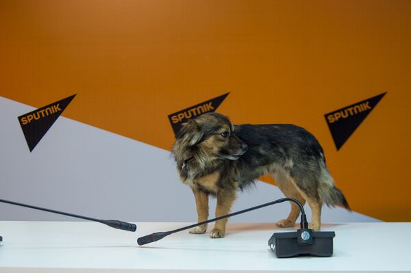 Собачка по прозвищу Чхджик (летучая мышь) Собачка по прозвищу Чхджик (летучая мышь) - Sputnik Армения