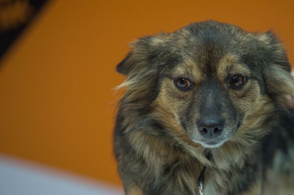 Собачка по прозвищу Чхджик (летучая мышь) Собачка по прозвищу Чхджик (летучая мышь) - Sputnik Армения