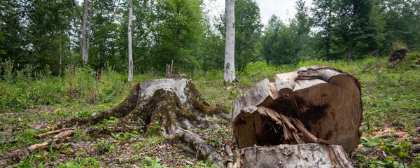 Дилижанский национальный парк Дилижанский национальный парк - Sputnik Արմենիա