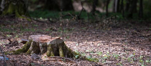 Дилижанский национальный парк - Sputnik Արմենիա