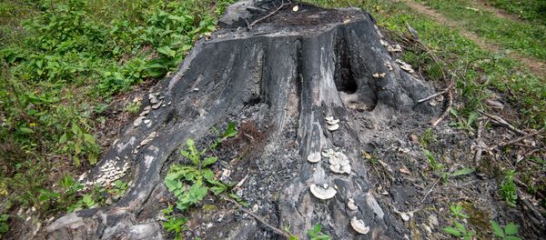 Дилижанский национальный парк - Sputnik Արմենիա