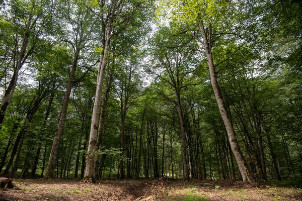 Земли есть, а денег нет: бывшие чиновники не платят за арендованное имущество Земли есть, а денег нет: бывшие чиновники не платят за арендованное имущество - Sputnik Армения
