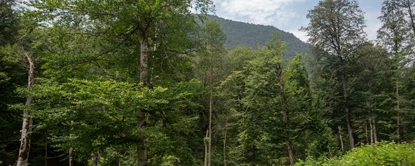 Дилижанский национальный парк Дилижанский национальный парк - Sputnik Արմենիա