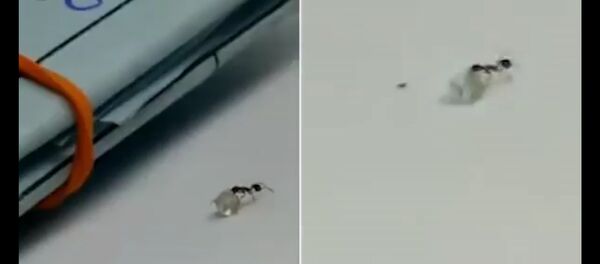 Муравьиная работа! Видео показывает крошечное насекомое, собиравшееся с драгоценным алмазом внутри магазина - Sputnik Армения