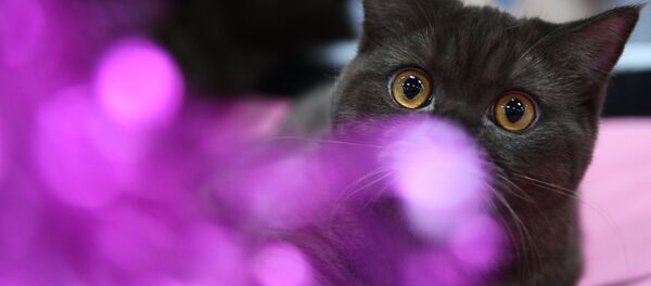 Кошка породы британская на международной выставке «Жемчужное шоу кошек» в конгрессно-выставочном центре Сокольники. - Sputnik Армения