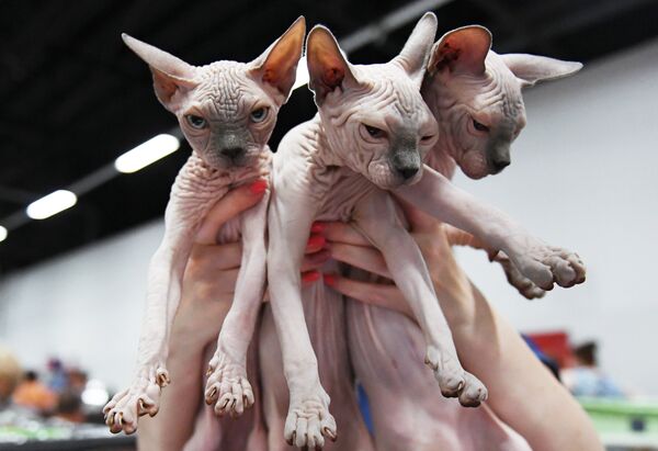 «Կատուների մարգարտե շոու» խորագրով միջազգային ցուցահանդես - Sputnik Արմենիա