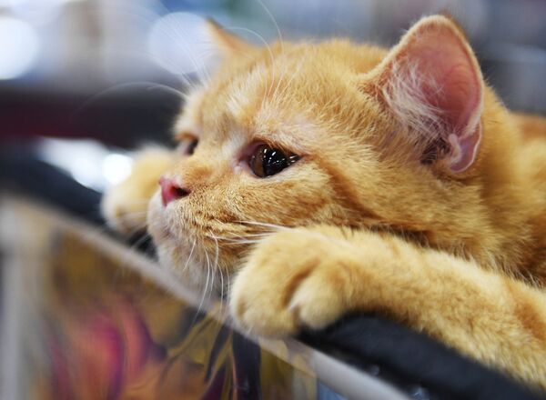 «Կատուների մարգարտե շոու» խորագրով միջազգային ցուցահանդես - Sputnik Արմենիա