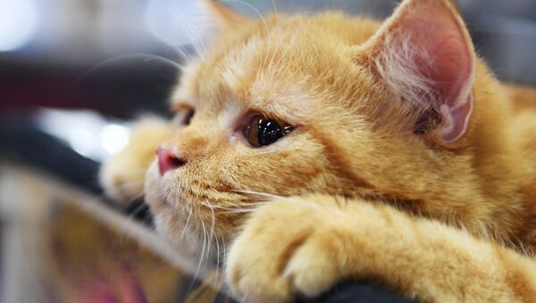 Кошка породы британская на международной выставке «Жемчужное шоу кошек» в конгрессно-выставочном центре Сокольники - Sputnik Արմենիա