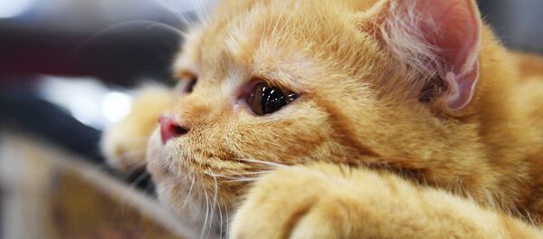 Кошка породы британская на международной выставке «Жемчужное шоу кошек» в конгрессно-выставочном центре Сокольники Кошка породы британская на международной выставке «Жемчужное шоу кошек» в конгрессно-выставочном центре Сокольники - Sputnik Армения