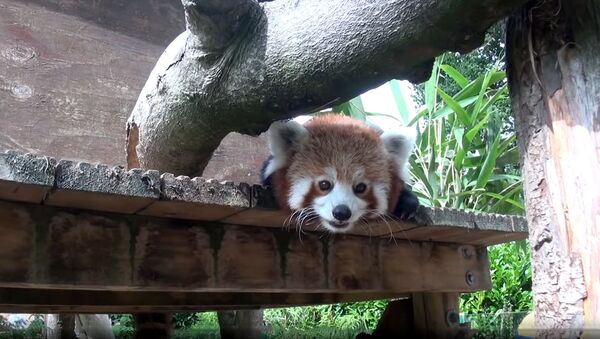 Два детеныша красной панды родились в британском зоопарке - Sputnik Արմենիա