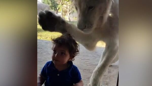 Лев пытался добраться до мальчика через стекло в зоопарке - Sputnik Армения
