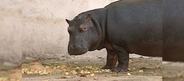 Бегемотиха из Калининграда приехала на собственную свадьбу в Ереван - Sputnik Армения