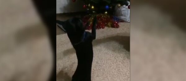 Чихуахуа танцует под армянский хит - Sputnik Արմենիա