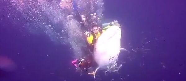 Плачевные последствия дайвинга с китовой акулой - Sputnik Армения