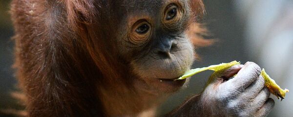 Обезьяны в Московском зоопарке Обезьяны в Московском зоопарке - Sputnik Արմենիա