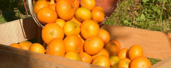 Сбор мандаринов в Абхазии - Sputnik Армения