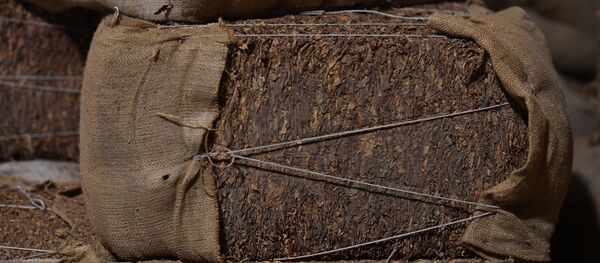 Табак на табачной фабрике в Латакии Табак на табачной фабрике в Латакии - Sputnik Արմենիա