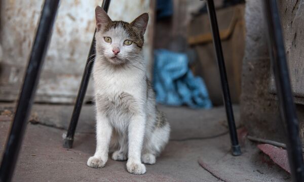 Блошиный рынок в Ереване Блошиный рынок в Ереване - Sputnik Армения