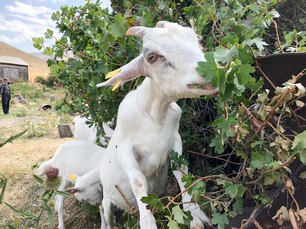 Украинские козы в селе Крашен Украинские козы в селе Крашен - Sputnik Արմենիա