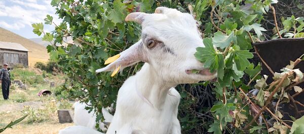 Украинские козы в селе Крашен - Sputnik Армения