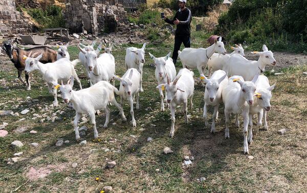 Украинские козы в селе Крашен - Sputnik Армения
