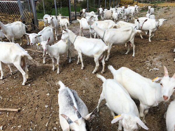 Украинские козы в селе Крашен Украинские козы в селе Крашен - Sputnik Արմենիա