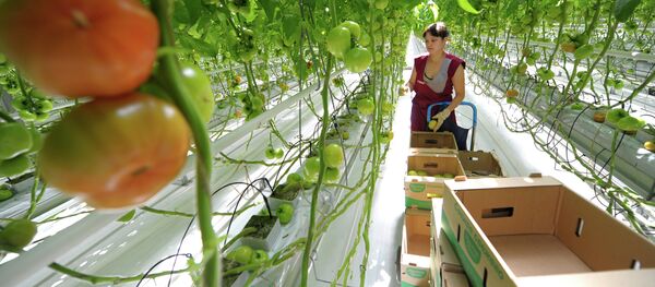 Выращивание овощей в теплицах - Sputnik Армения