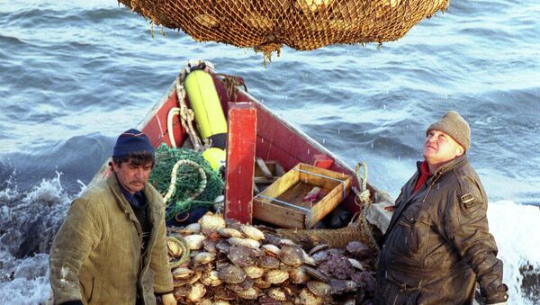 Добыча морского гребешка рыбаками - Sputnik Армения