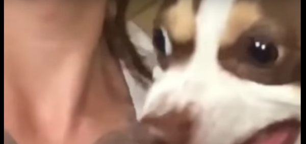 Собака с мордой убийцы - Sputnik Армения