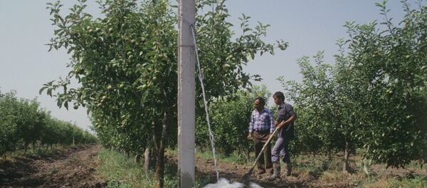 Совхозный фруктовый сад. - Sputnik Արմենիա