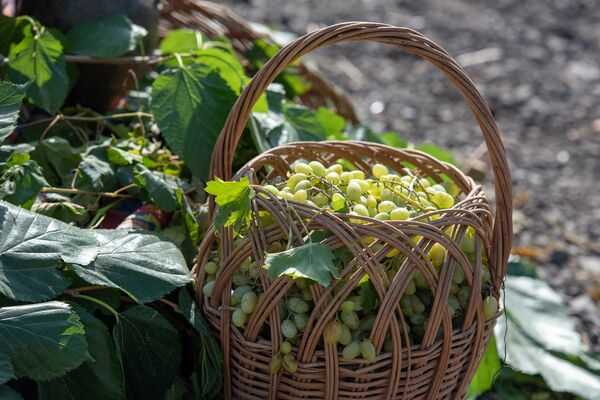 Армянское вино подвинуло грузинское? Что виноделы обсуждали с Пашиняном Армянское вино подвинуло грузинское? Что виноделы обсуждали с Пашиняном - Sputnik Армения