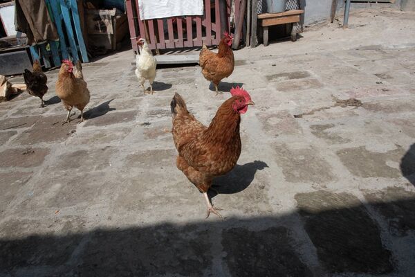 Неизвестные, но очень важные: какие товары хотят выпускать в Армении в 2019 - Sputnik Армения