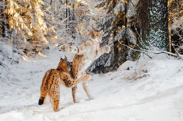 Снимок Kitten combat немецкого фотографа Julius Kramer из списка Highly commended в категории Behaviour: Mammals фотоконкурса 2018 Wildlife Photographer of the Year - Sputnik Армения