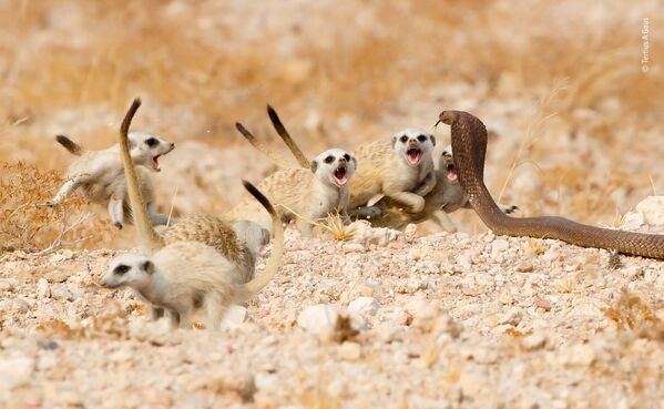 Снимок The meerkat южноафриканского фотографа Tertius A Gous из списка Highly commended в категории Behaviour: Mammals фотоконкурса 2018 Wildlife Photographer of the Year - Sputnik Армения