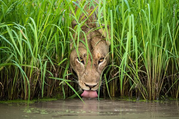 Снимок Cool cat южноафриканского фотографа Isak Pretorius из списка Highly commended в категории Animal Portraits фотоконкурса 2018 Wildlife Photographer of the Year - Sputnik Армения