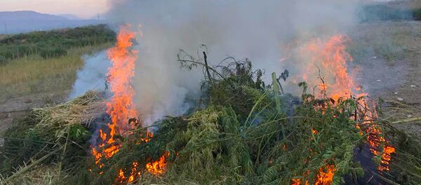 Борьба с незаконным оборотом наркотических средств вблизи государственной границы РА - Sputnik Արմենիա