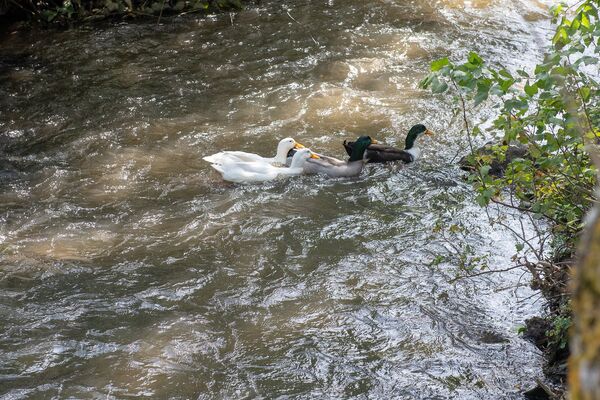 Село Фиолетово - Sputnik Армения