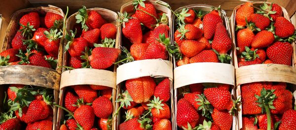 Сбор урожая клубники в Краснодарском крае Сбор урожая клубники в Краснодарском крае - Sputnik Армения