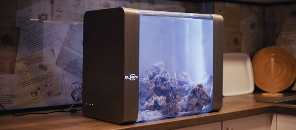 Bluenero ստարտափի խելացի ակվարիումը Bluenero ստարտափի խելացի ակվարիումը - Sputnik Արմենիա