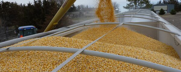 Загрузка грузовика кукурузой - Sputnik Արմենիա