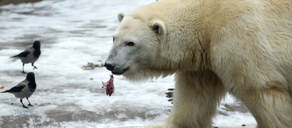 Белые медведи в Московском зоопарке Белые медведи в Московском зоопарке - Sputnik Армения
