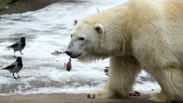Белые медведи в Московском зоопарке - Sputnik Արմենիա