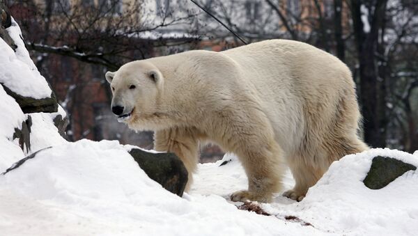 Белая медведица - Sputnik Արմենիա