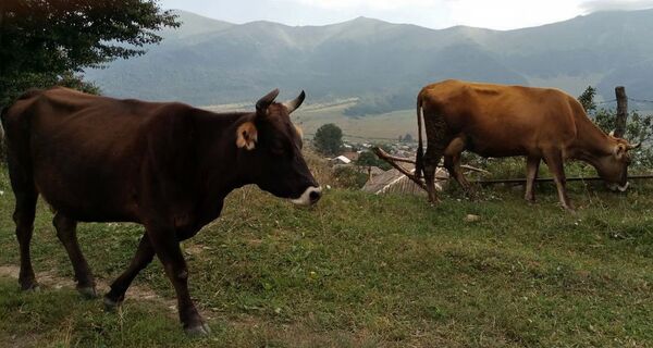 Умный хлев для коров: сельчане потерялись в туманном проекте правительства Армении и шутят Умный хлев для коров: сельчане потерялись в туманном проекте правительства Армении и шутят - Sputnik Армения