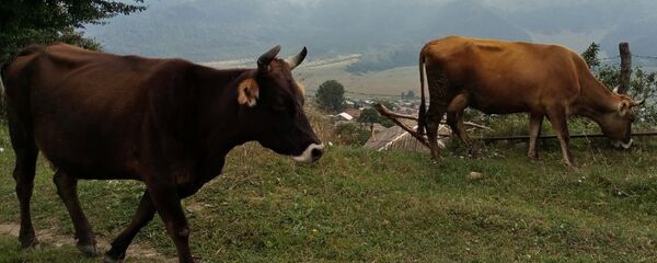 Коровы - Sputnik Армения