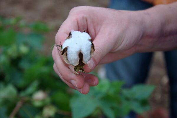 Хлопчатник Хлопчатник - Sputnik Արմենիա