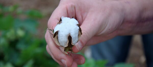 Хлопчатник - Sputnik Արմենիա