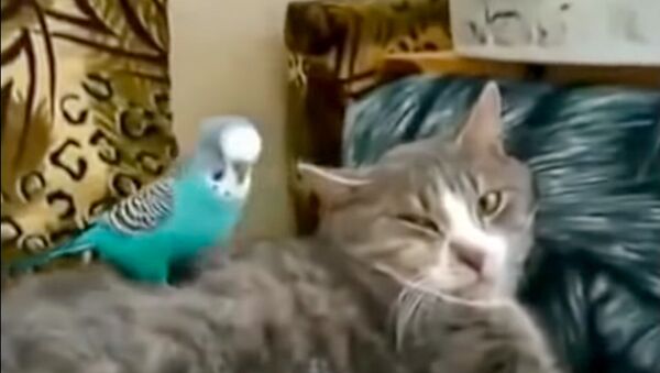 Попугай говорит с котом - Sputnik Армения
