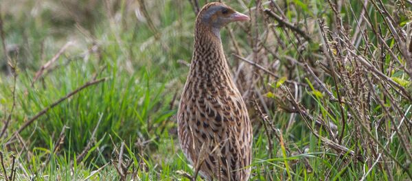 Коростель - Sputnik Армения