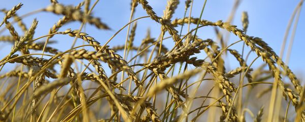 Колосья пшеницы Колосья пшеницы - Sputnik Армения